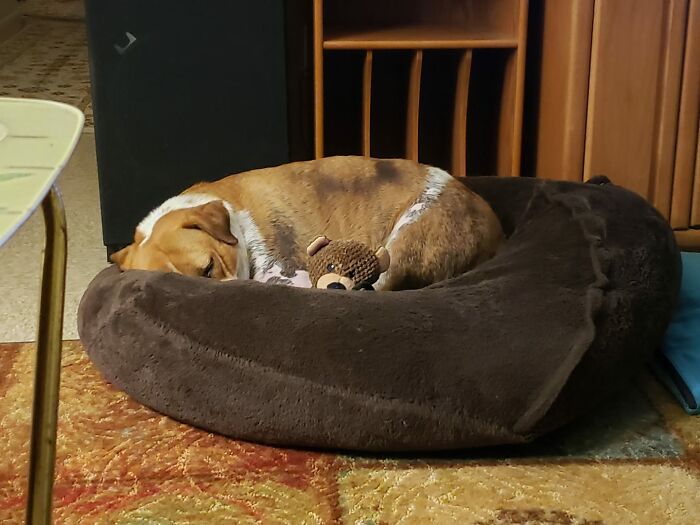 Tink And Teddy. Teddy Is Always On Guard While Tink Sleeps.