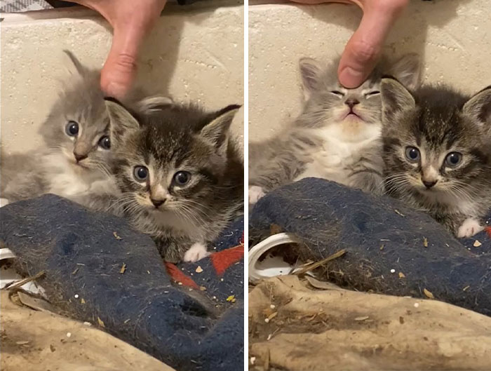 Two illegally smol kittens cuddling on a blanket with a hand gently petting one of them, showcasing their adorable size.