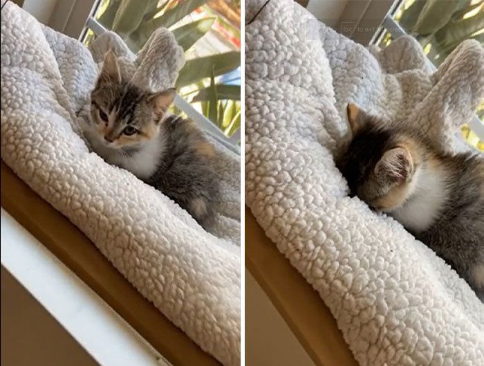 I Apparently Did Wake Her Nap