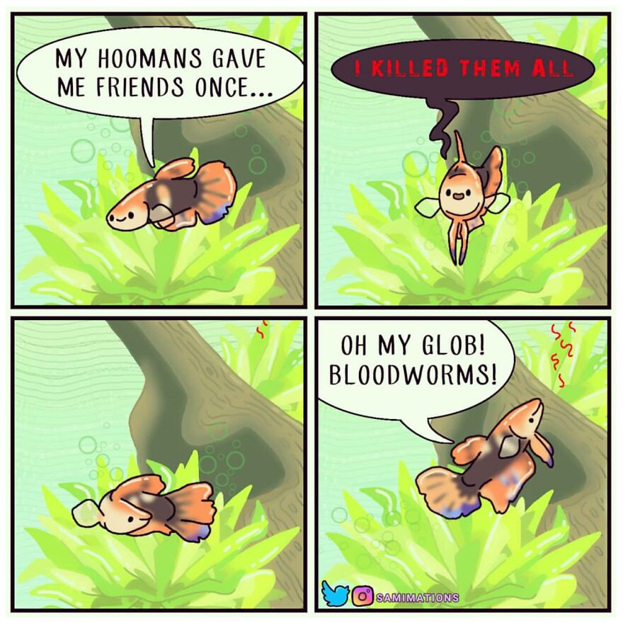 Meet Koi-Koi The Fighting Fish