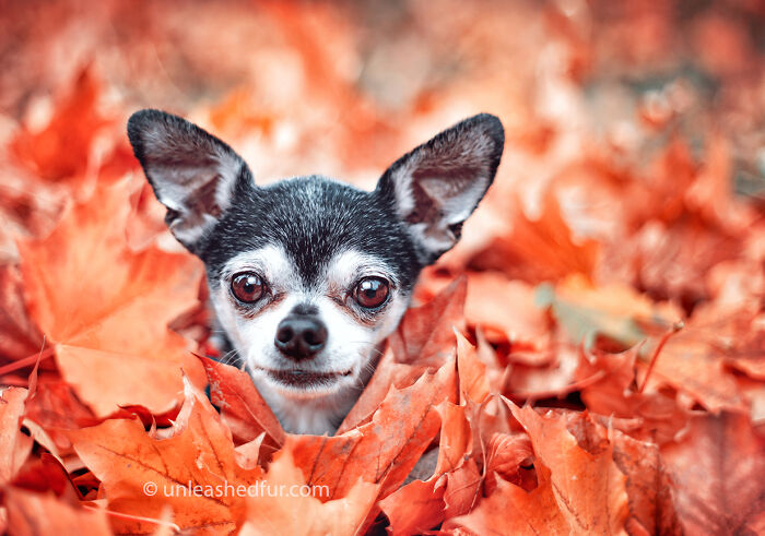 The Leaves Are Almost Bigger Than He Is!