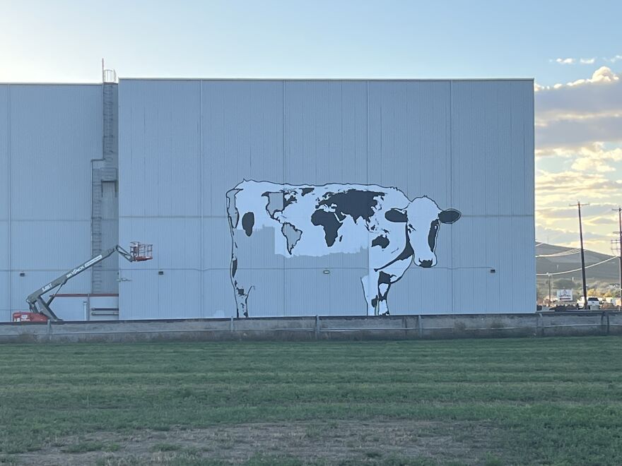 We Painted The Biggest Cow In The World