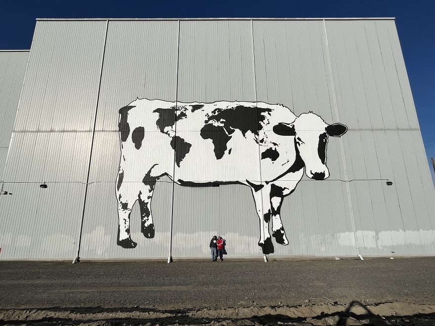 We Painted The Biggest Cow In The World