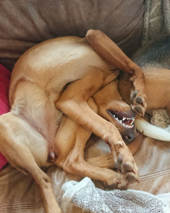 IKEA Doggo: Some Assembly Required.