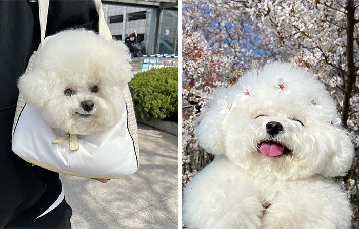 This Adorable Pup Makes The Silliest Faces (30 Pics)