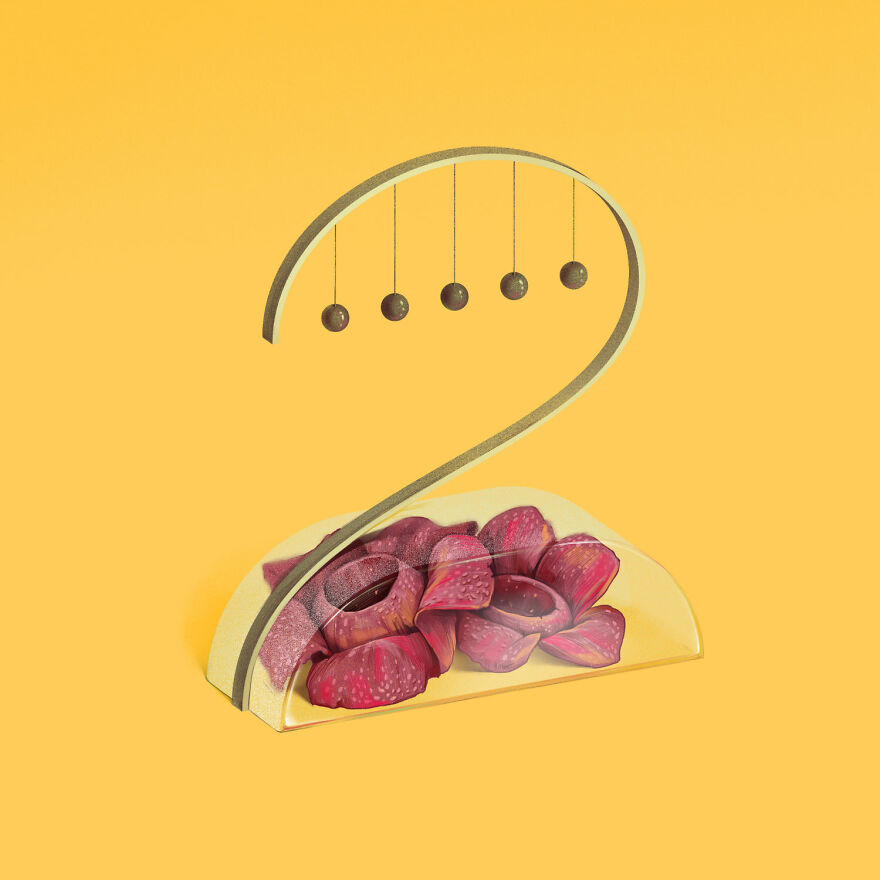 Number Two For Rafflesia Arnoldii