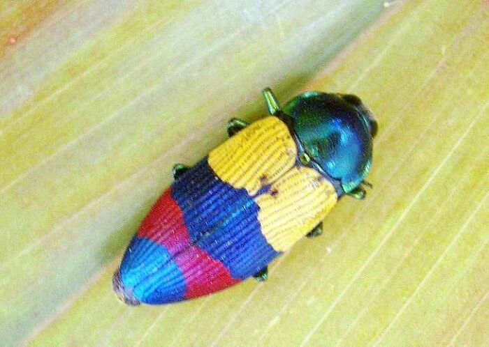 Jewel Beetle
