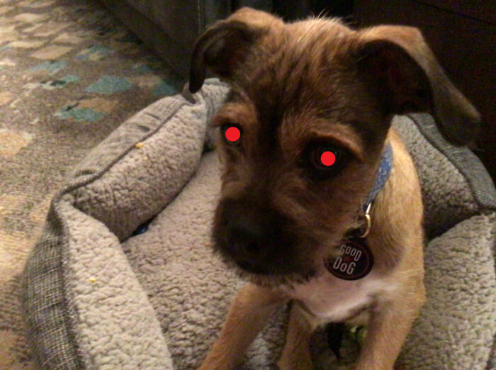 Evil Doggo