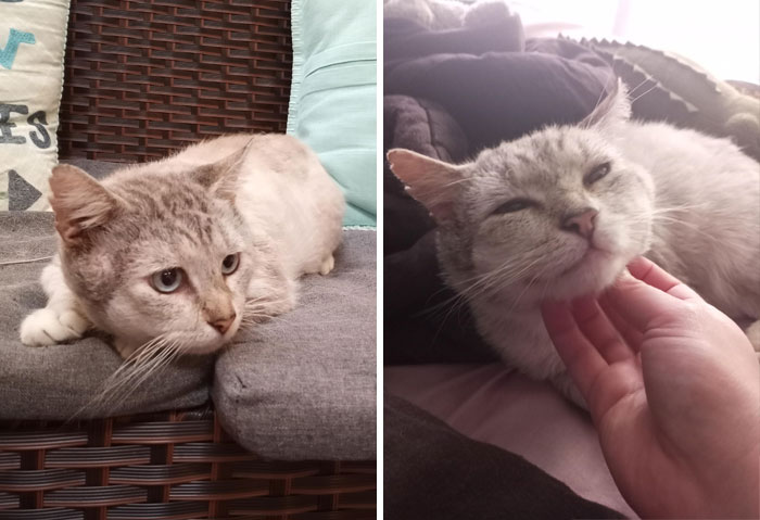 5 Days W Oatmeal, 7 Year Old Fiv+ Stray Who Has Never Known Love