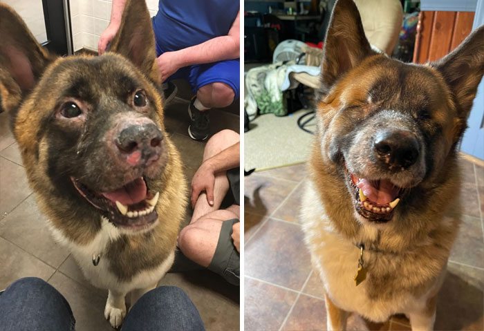 Junio de 2017. En el refugio. A menos de un año. Es mi foto favorita de él. Tiene Síndrome Uveodermatológico