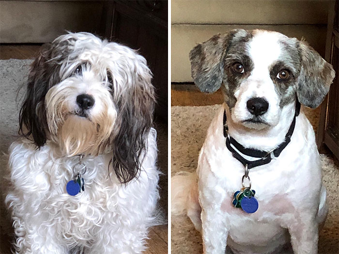 Took Doggo To Groomer. Got A Different Doggo Back