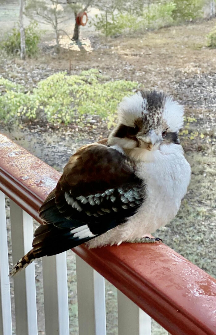Kookaburra