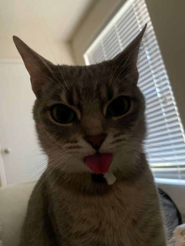 She Blepped At Me After Biting Me