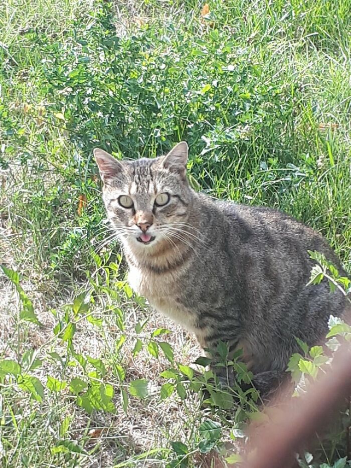 De camino a la escuela, llamé a este gato y se volteó sacando la lengua