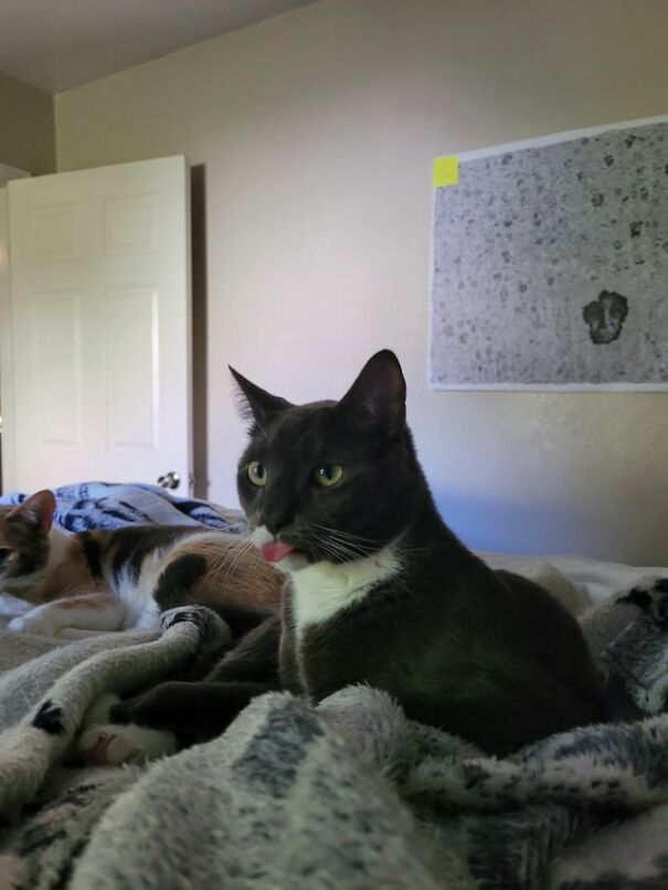 I Spent A Solid 5 Minutes Laughing At His Blep Today