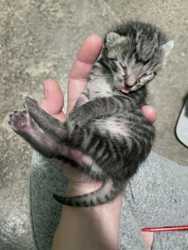 Baby’s First Blep (Six Days Old)