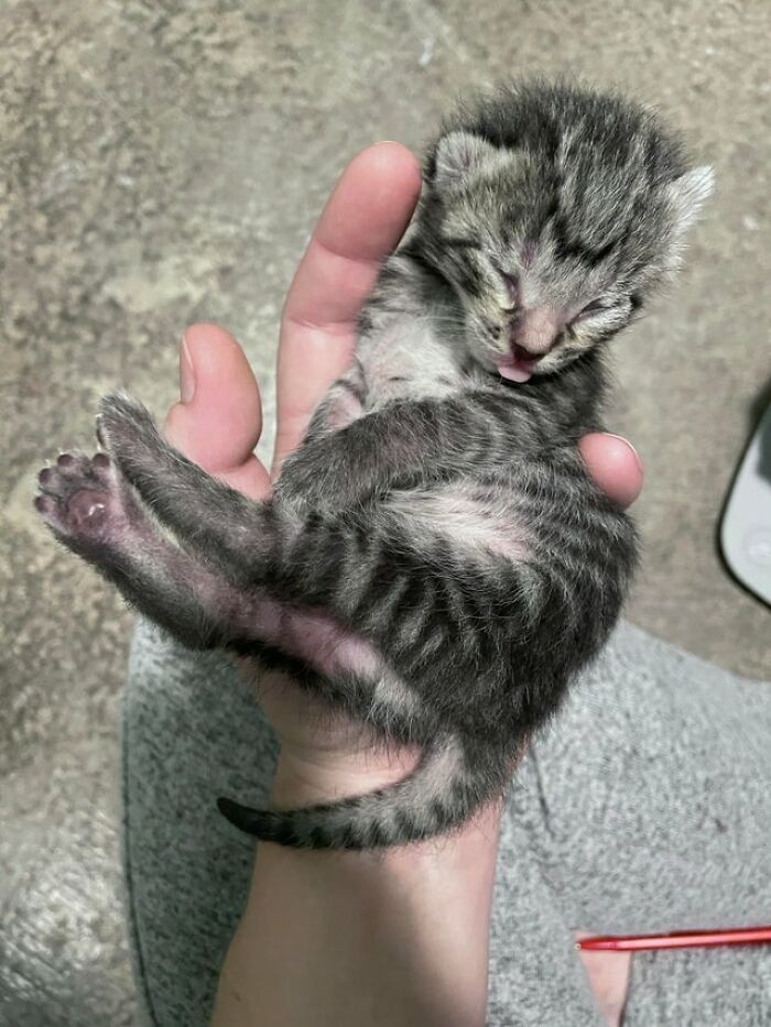 La primera vez que el bebé sacaba la lengua (seis días de edad)