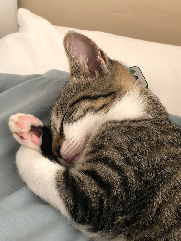 A Teeny-Tiny Blep In Dreamland