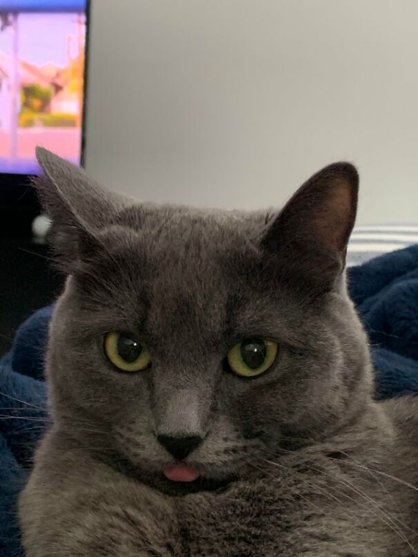 Teva’s Bleps Usually Have Some Attitude