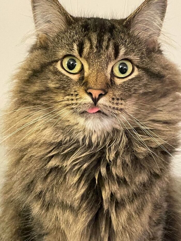 Posiblemente, el mejor retrato de un blep que jamás tomaré