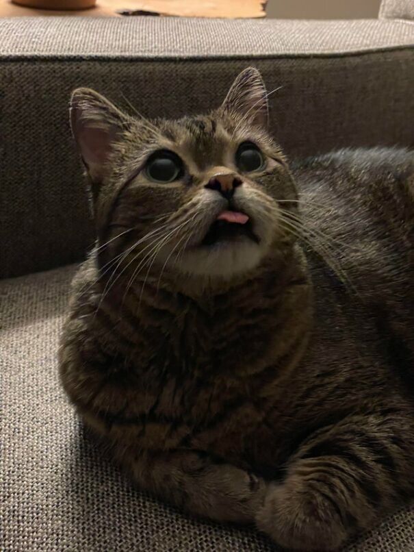 Turbo Blep