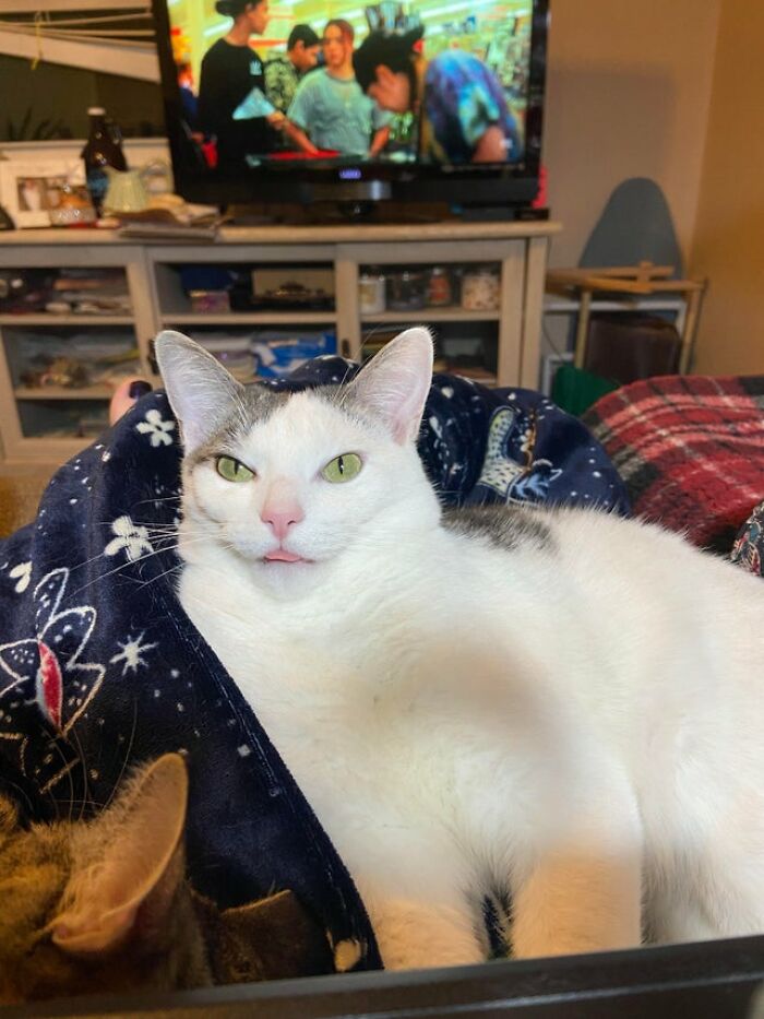 Sacando la lengua de forma malhumorada