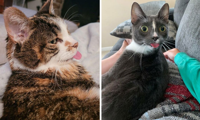 Estos 40 gatos olvidaron guardar su lengua y quedaron con las caras más tontorronas