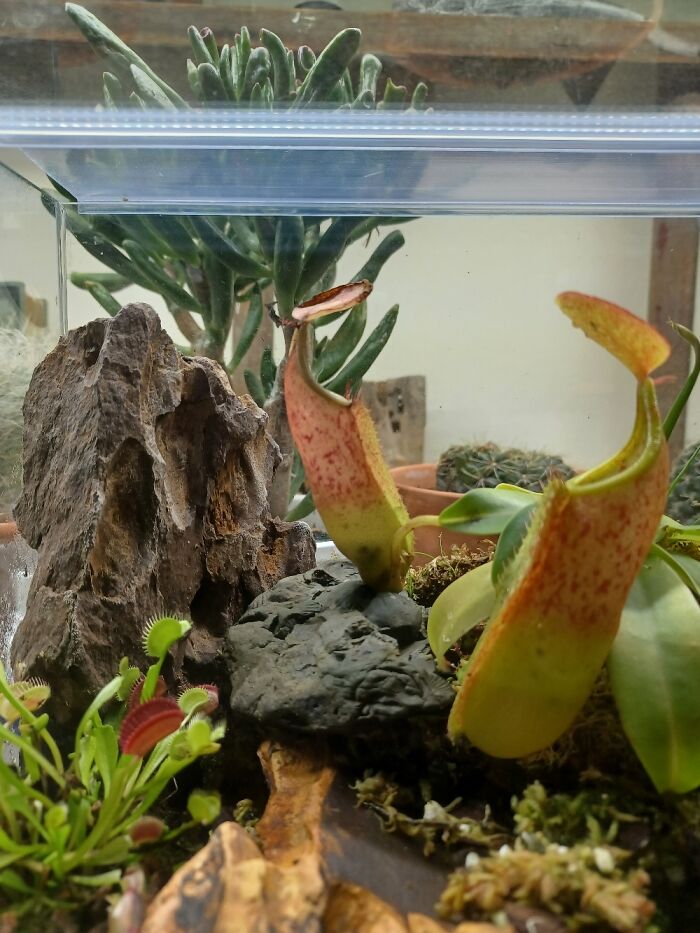 Pitcher Plant From Malaysia-You Can See The Insects In The Bottom Of The Left One.