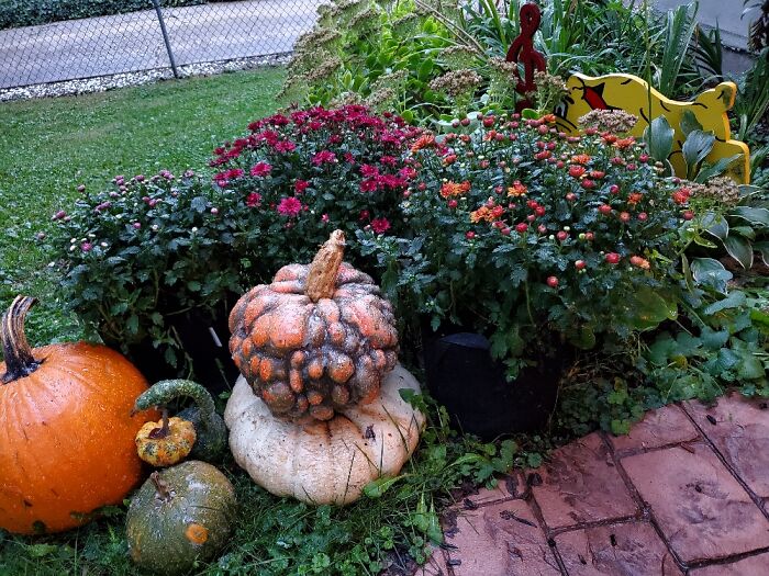 Hardy Mums And A Variety Of Gourds From A Future Farmers Of America Teen.
