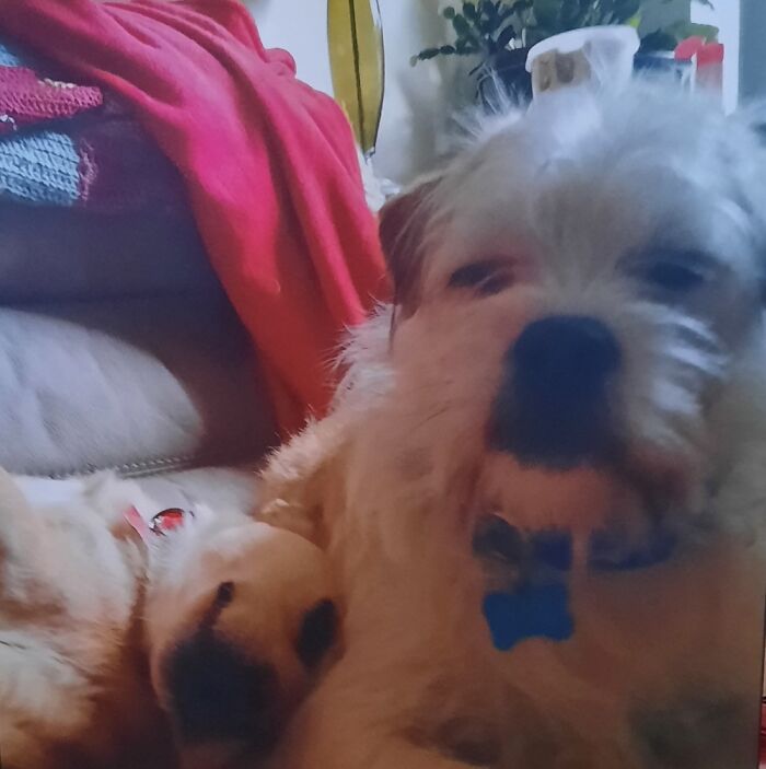 Woody (Right) Has Had Just About Enough Of Jake's Derp.