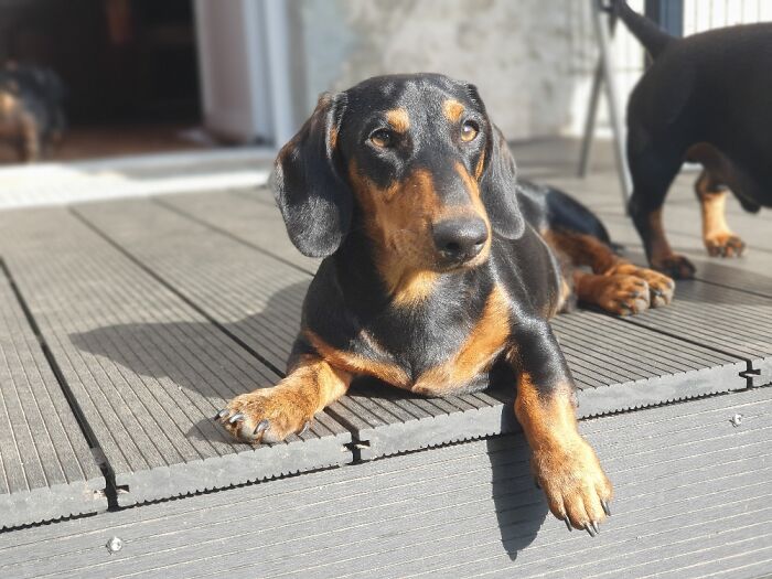 My Dachshund Boy Waldi Chilling On The Patio