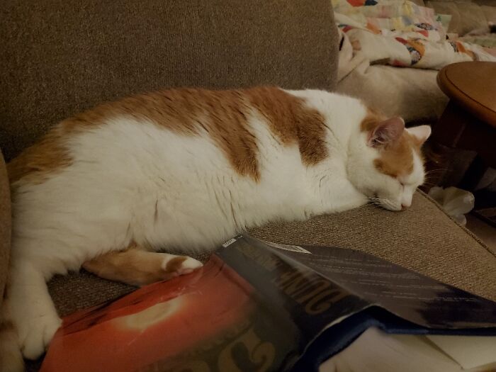 Beware The Sleeping Moose!