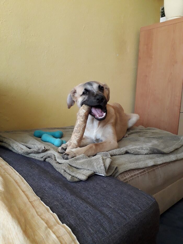 Chewing Coffee Stick