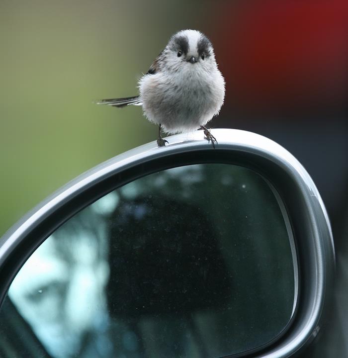 Smol Bird