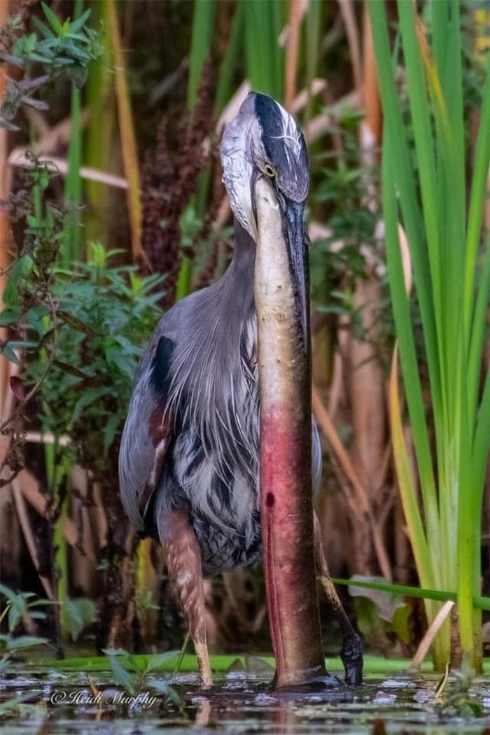 No This Eel Did Not Fit, He Tried Several Times Before Walking Away Swearing In Heron