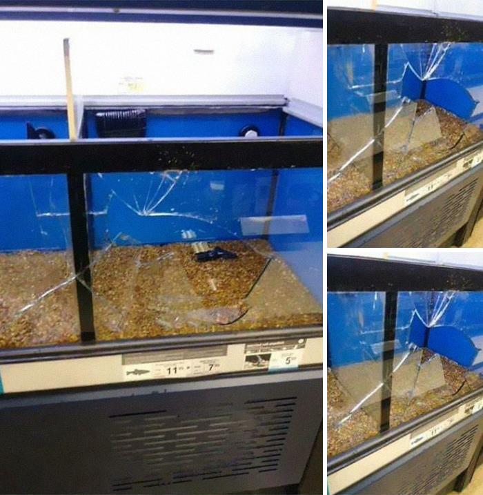 Le dijimos a alguien que no podíamos vender los peces y a su hijo hizo le entró una pataleta y lanzó un adorno a través del tanque