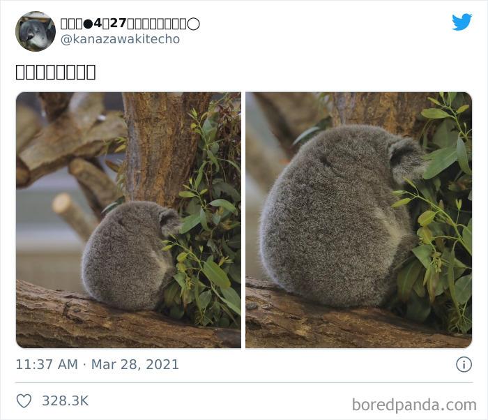 Quizá sea un koala