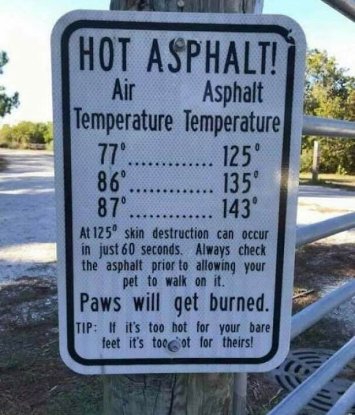 It's Either This, Or Pupper Mittens. Bernie Votes Mittens