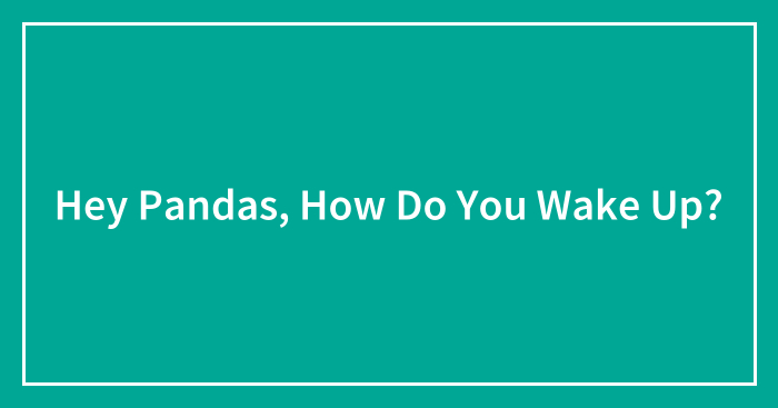 Hey Pandas, How Do You Wake Up? (Closed)