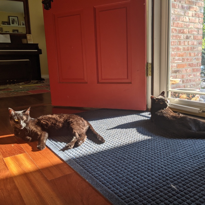 Hey Pandas, Photoshop This Picture Of My Kitties (Closed)