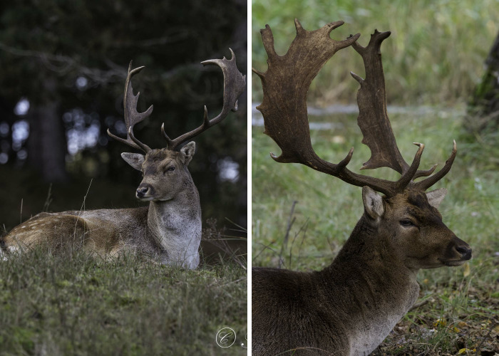My 16 Photos Of Wildlife Deer In The Netherlands