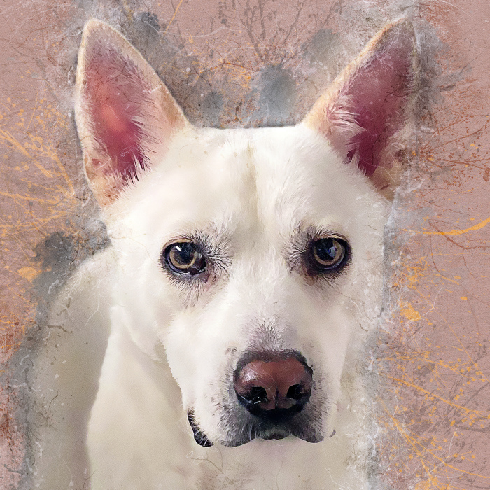 I Help Find New Homes For Heroic Blood Donor Dog And 17 Other Dogs In Need