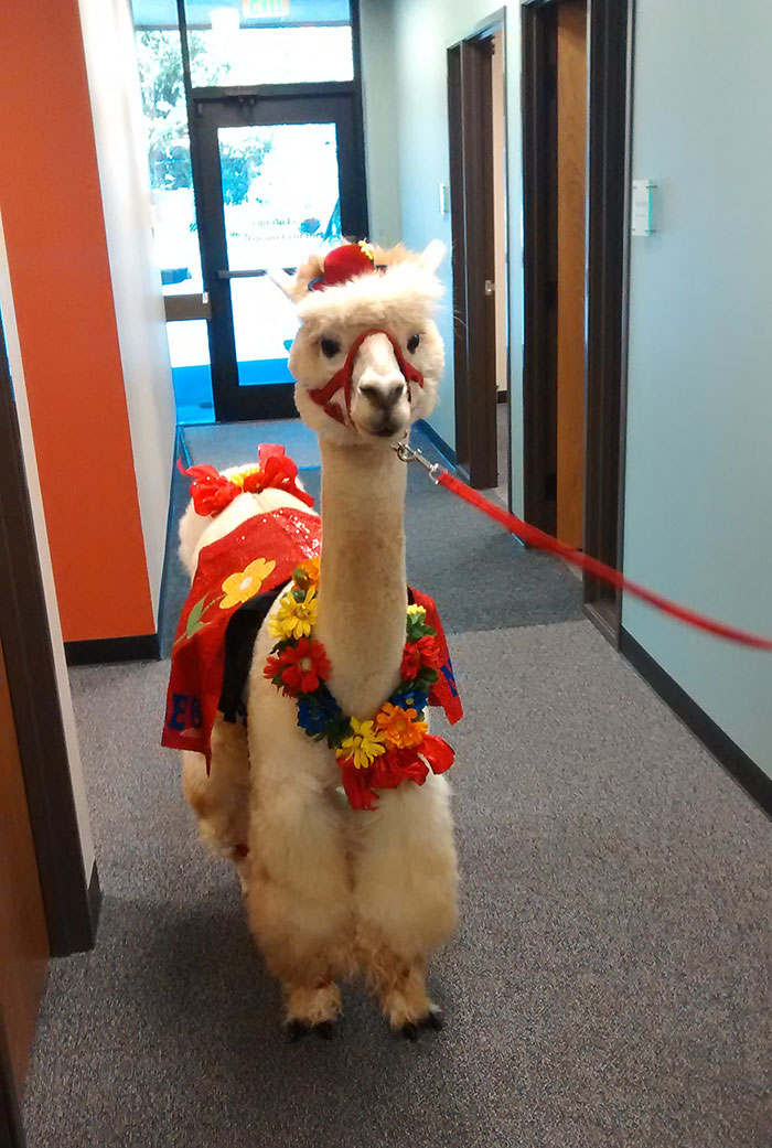 Just An Alpaca Hanging Out In My Office Today