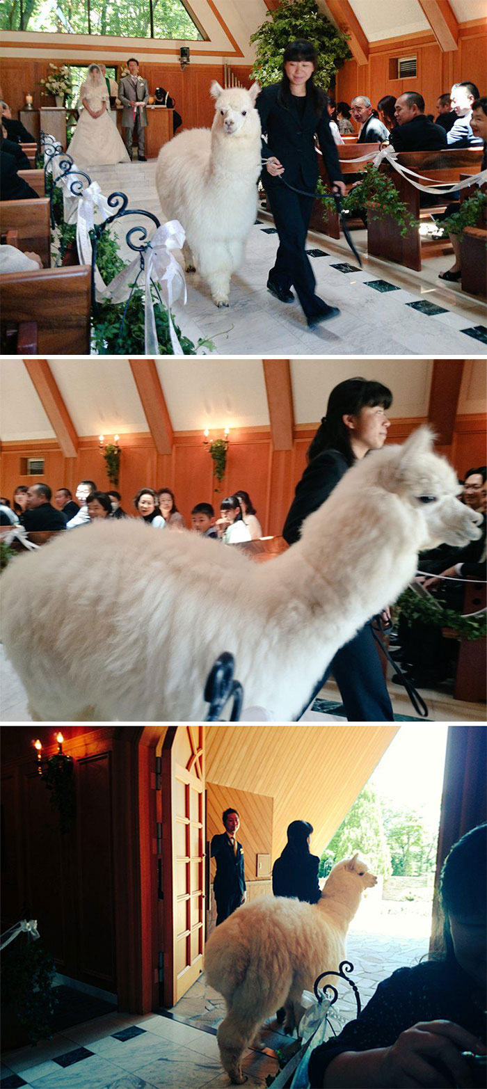 This Wedding Hall In Japan Will Loan You An Alpaca To Act As The Witness At Your Wedding