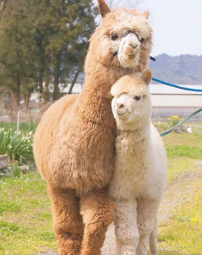 Alpaca Love