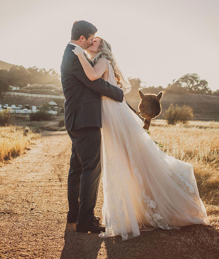 We Got Photobombed By An Alpaca