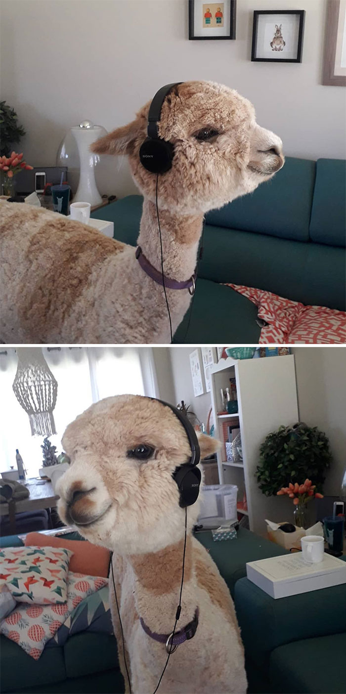 DJ Pacpac, Bringing The Fuzzy Beats