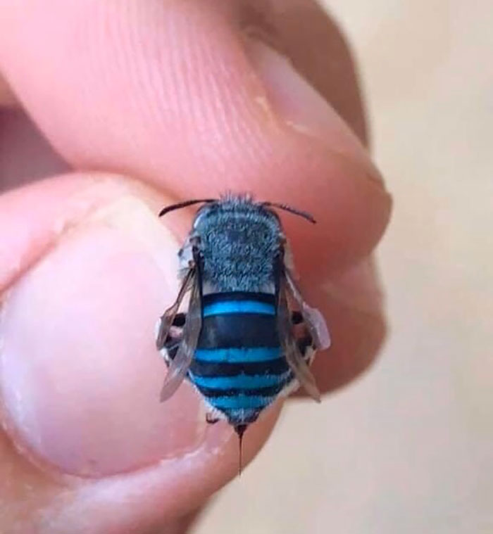 Close-up of a spectacular blue and black striped bug held gently between human fingers.