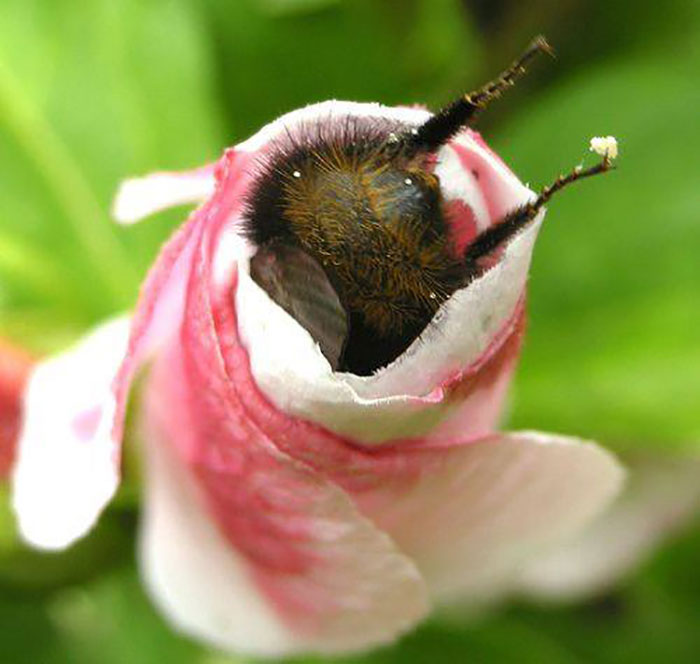 Close-up of a spectacular bug emerging from a pink and white flower bud in a vibrant green environment.