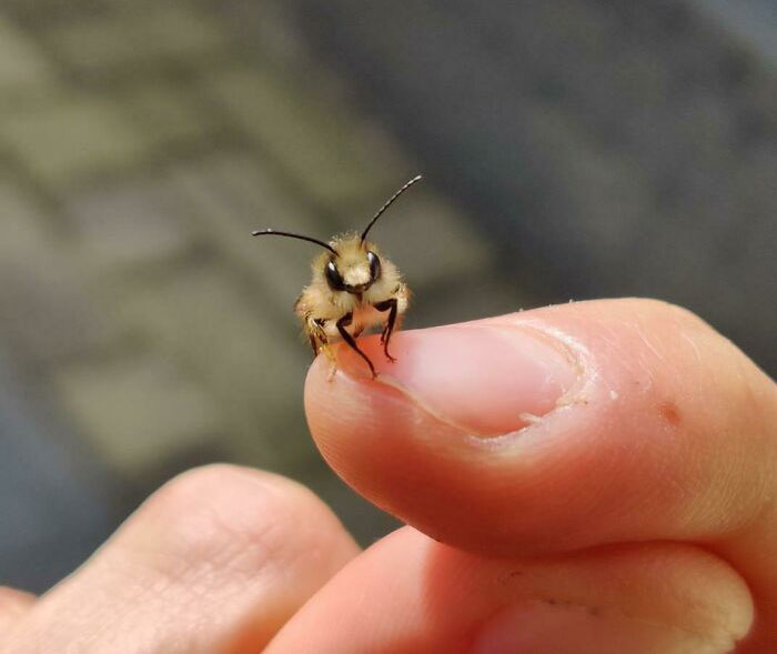 Tiny cute bug with antennae sitting on a person's fingertip showing beautiful and adorable bug close-up detail